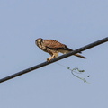 Kestrel sits on an electric wire holding its prey at Mount Agri national park in Iğdir, Turkey